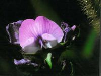 黒豆の花